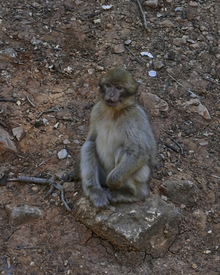 Forêt de cèdres   (Singes en liberté)  |   11  /  13    |